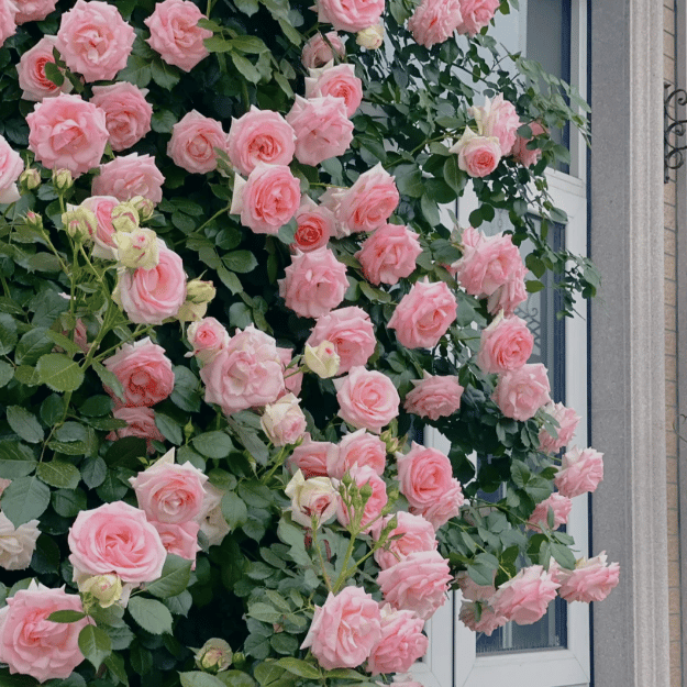 Promoción de primavera 49% DE DESCUENTO - 🌱Semillas de rosal trepador