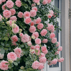 Promoción de primavera 49% DE DESCUENTO - 🌱Semillas de rosal trepador
