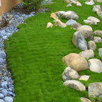 🌳Semillas de Sagina subulata para jardín y césped