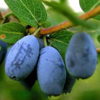 Egrow 50 unidades, 100 unidades/paquete de semillas de fruta Lonicera Caerulea para jardín, plantas de miel y arándanos