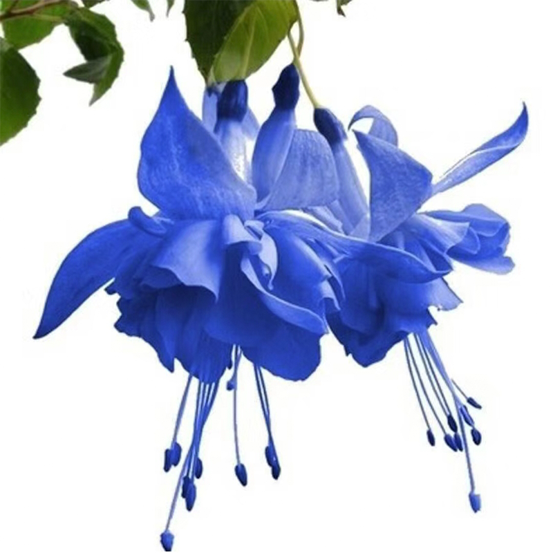 🌼Linterna china