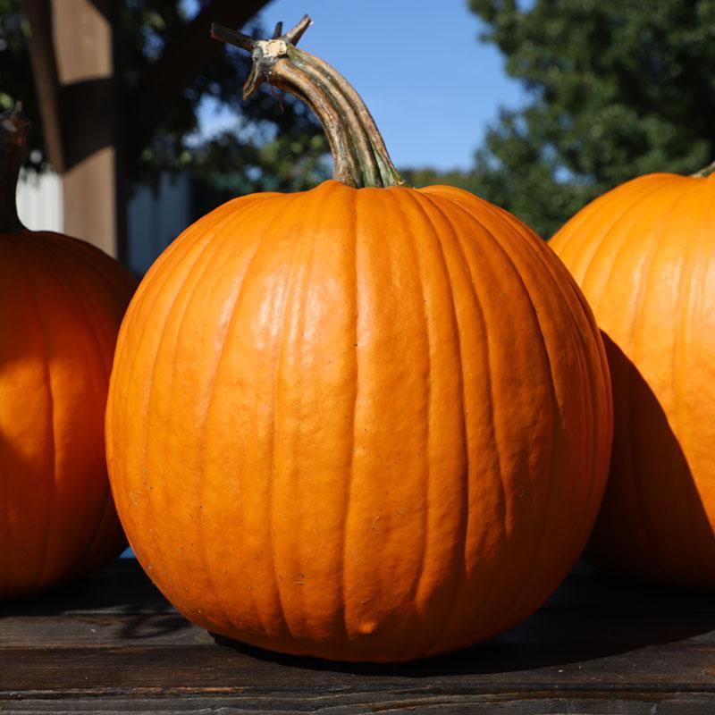 Calabaza Bellatrix F1