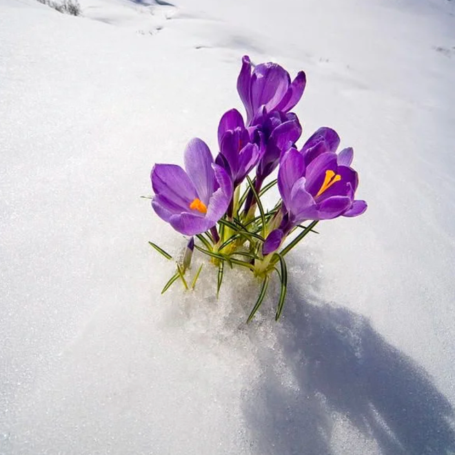 Bulbos de azafrán - Crocus Sativus