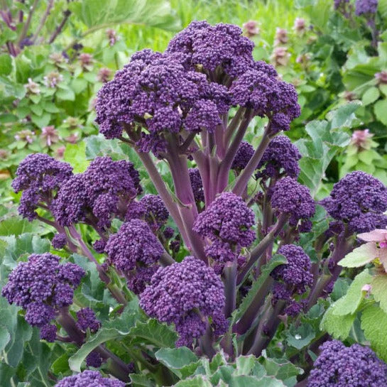 🥦Semillas raras de broccolini