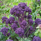 🥦Semillas raras de broccolini
