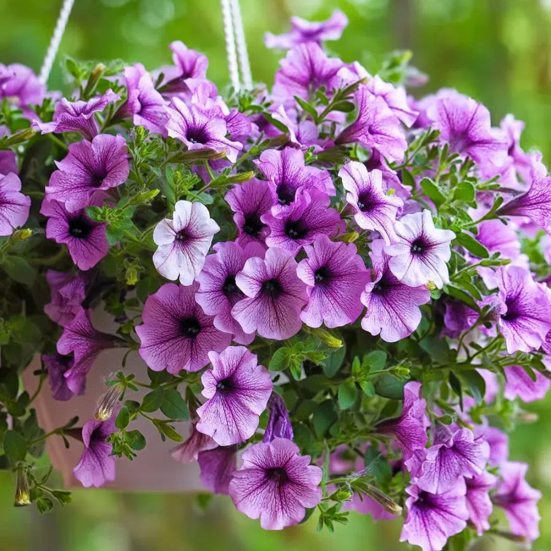 🌸Semillas de petunia