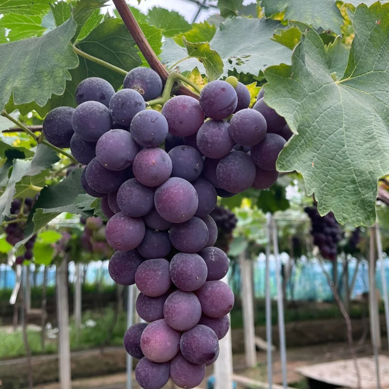 Semillas de uva Kyoho