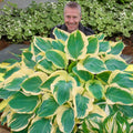 Hosta Cinturón de Orión