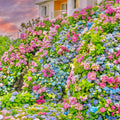 💐Hortensia Endless Summer Falls
