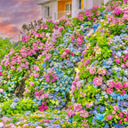 💐Hortensia Endless Summer Falls