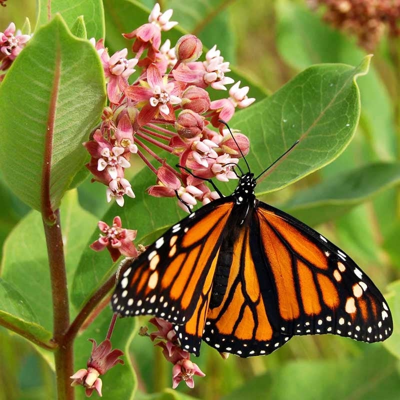 Mezcla de semillas de flores silvestres para mariposa monarca
