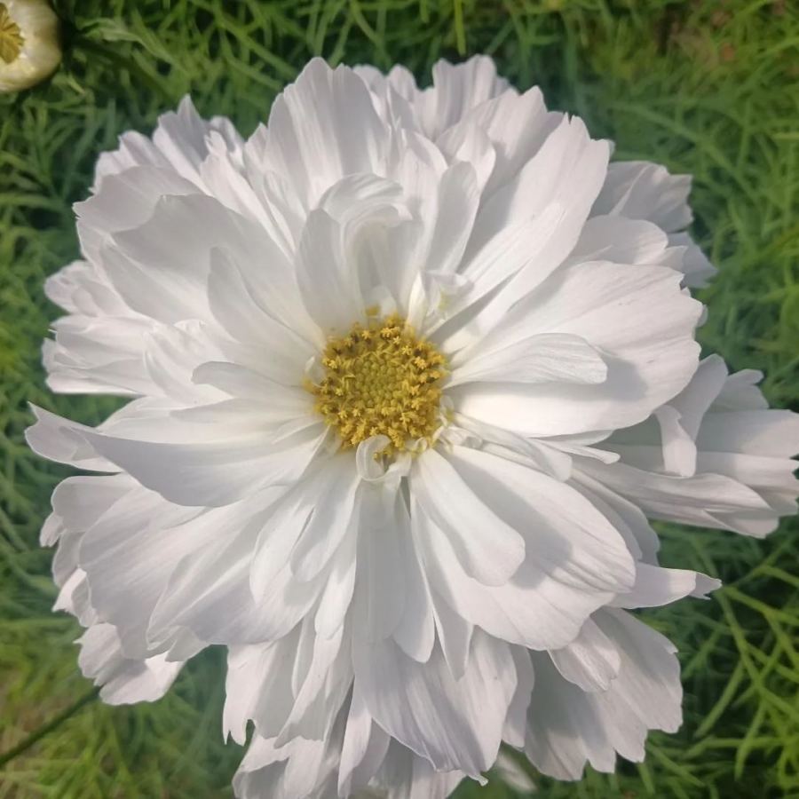 🌸Semillas de Cosmos Doble-Flor de la Felicidad