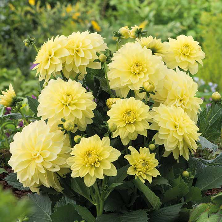 💐Semillas de Dalias de Colores-El Poder de la Vida