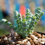 🌿Hierba Espiral - Curva y Bonita