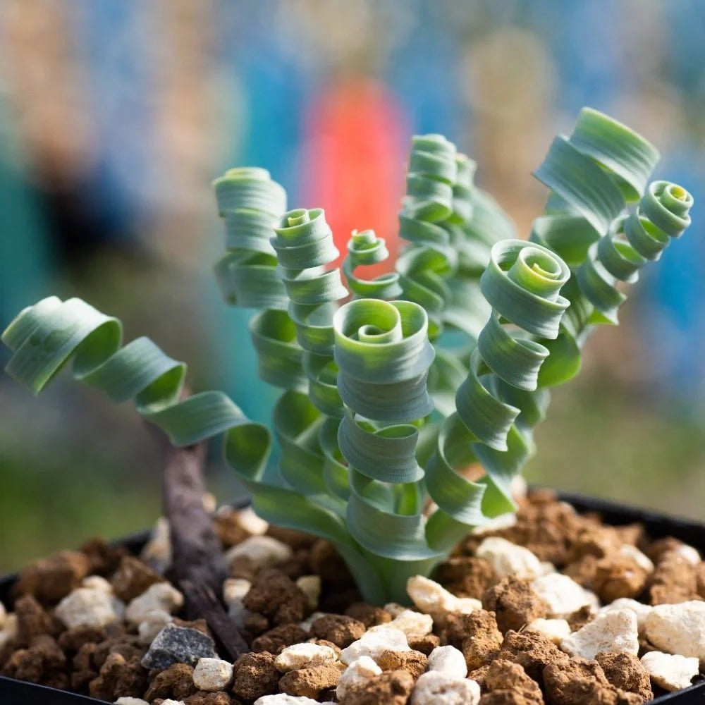 🌿Hierba Espiral - Curva y Bonita