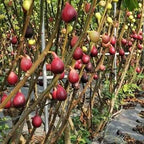 Fig Tree Seeds (Ficus carica), Sweet Fruit Shrub