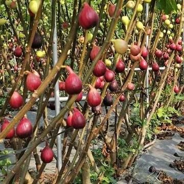 Semillas de higuera (Ficus carica), arbusto de fruta dulce