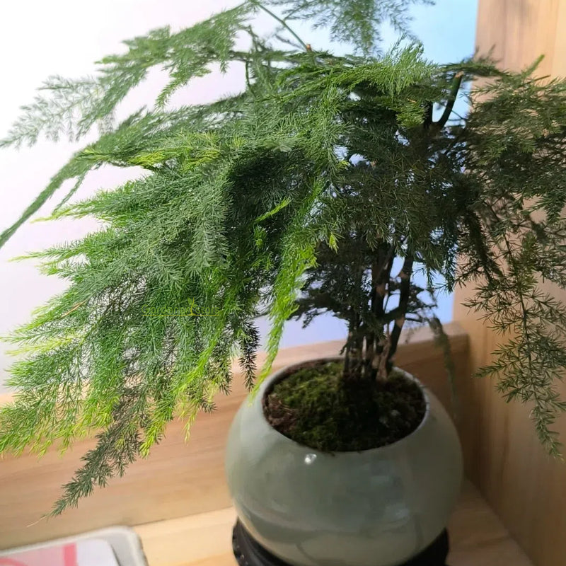 🌿 Semillas de Espárrago Plumoso – ¡Elegante y Exuberante Follaje para Cualquier Espacio! 🌿✨