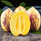 🍈Semillas de Pepino Semillas de Fruta de Ginseng