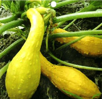 Semillas de calabaza raras y exóticas