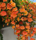 🧡Campsis Radicans - La Primera Opción Para Plantas Trepadoras
