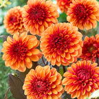 💐Semillas de Dalias de Colores-El Poder de la Vida