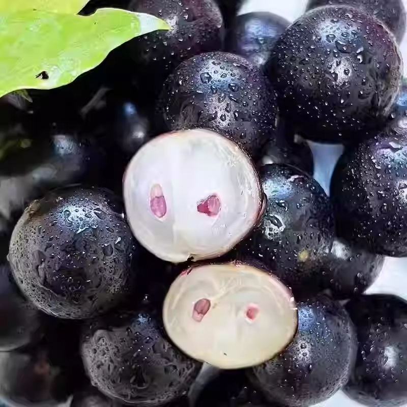 Jabuticaba-Plinia cauliflora-Semillas de uva de árbol