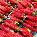 Semillas raras de frutas de plátano y fresa