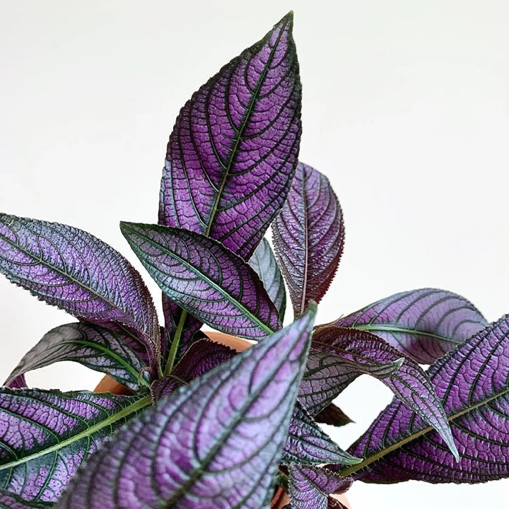 Planta de follaje con tonos de Escudo Persa