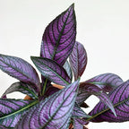 Planta de follaje con tonos de Escudo Persa