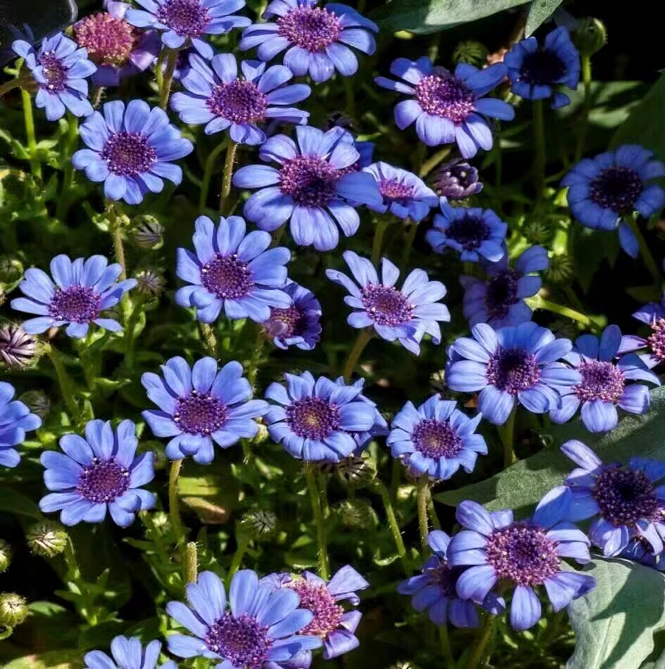 Margarita azul Felicia Amelloides Crisantemo