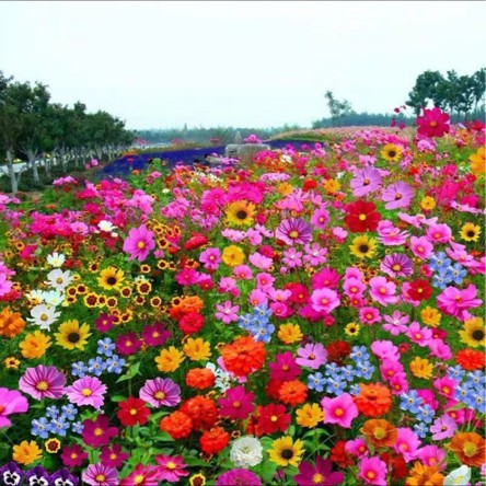 Semillas de Flores Perennes Mixtas-Más de 60 variedades mezcladas