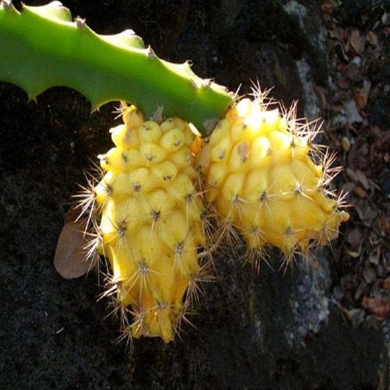 Egrow 50 unidades/paquete de semillas de pitahaya amarilla, semillas de fruta de dragón Hylocereus Undatus