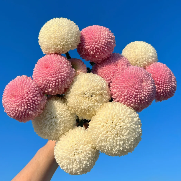 🏵️Semillas de Crisantemo Ping Pong Multicolor
