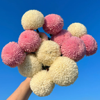 🏵️Semillas de Crisantemo Ping Pong Multicolor