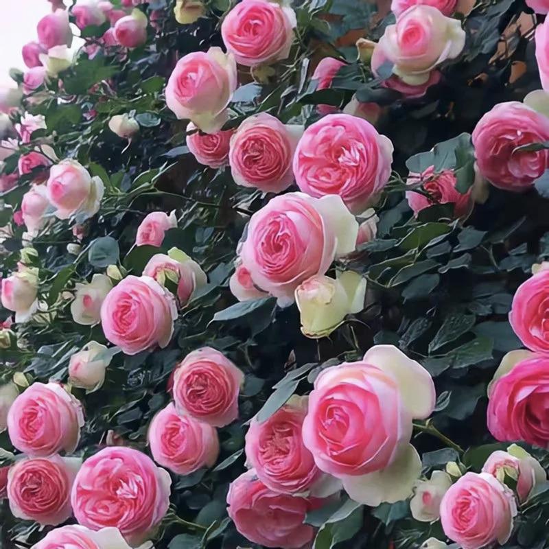 Promoción de primavera 49% DE DESCUENTO - 🌱Semillas de rosal trepador