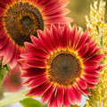 Semillas de girasol orgánicas