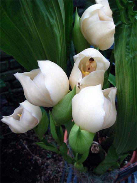 Egrow 100 unidades/paquete de semillas de ángel con forma de niño dormido para jardín, hogar y oficina, plantas en maceta