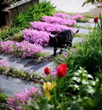 💐Vibrant Tapestry of Color ✨Creeping Phlox Seeds, Shibazakura Seeds