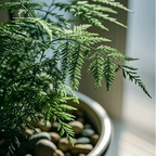 🌿 Semillas de Espárrago Plumoso – ¡Elegante y Exuberante Follaje para Cualquier Espacio! 🌿✨