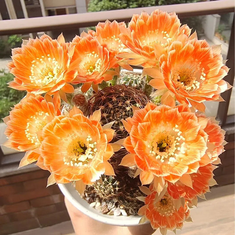 Mezcla de especies de cactus Echinopsis en floración 🌵🌸