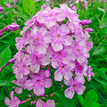 Phlox "La sonrisa de Edén"