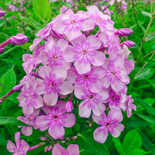 Phlox "La sonrisa de Edén"