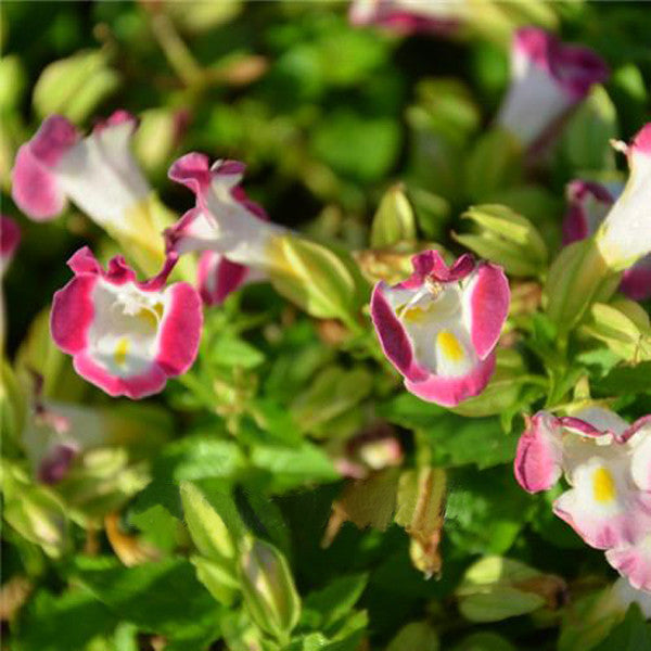 Semillas de la flor Torenia Fournieri