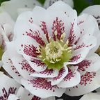 Eléboro nupcial, rosa de Navidad
