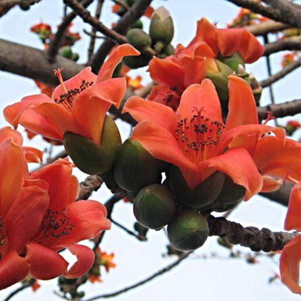 Salmalia Malabarica, semillas de árbol de algodón