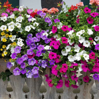 🌸Semillas de petunia