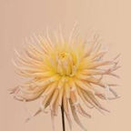 APRICOT STAR