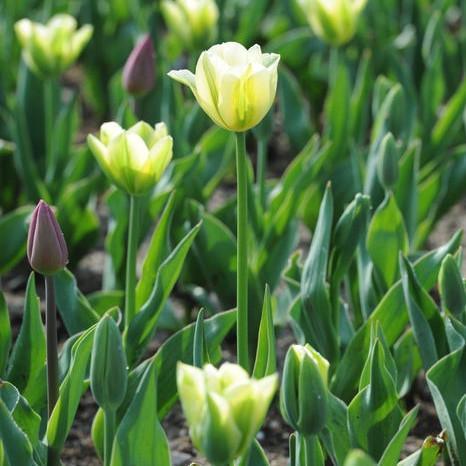 ¡¡¡NUEVO!!! 100 unidades/Bolsa - Semillas de Tulipán Jardín Flores Plantas