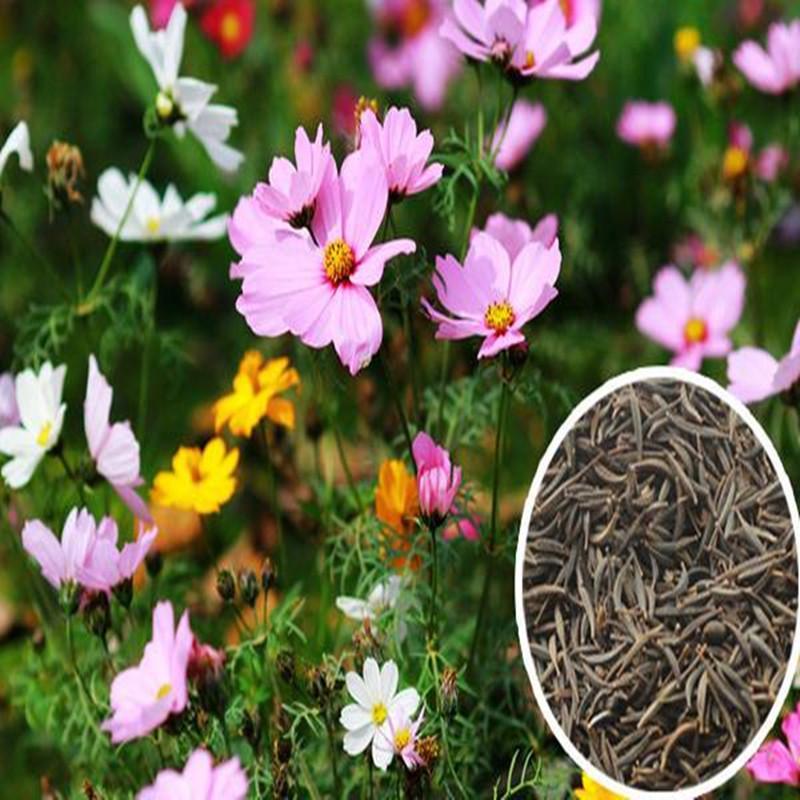Mezcla de flores silvestres del noreste